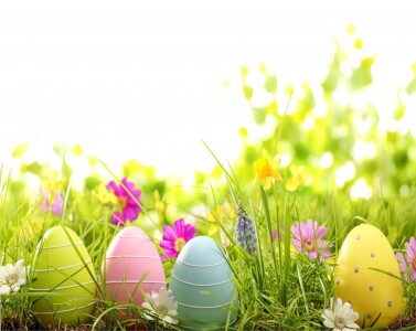 EGGS & FLOWERS 320 x 300 L